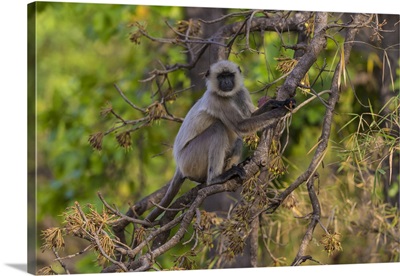 Grey Langur At Bandhavgarh Tiger Reserve In India