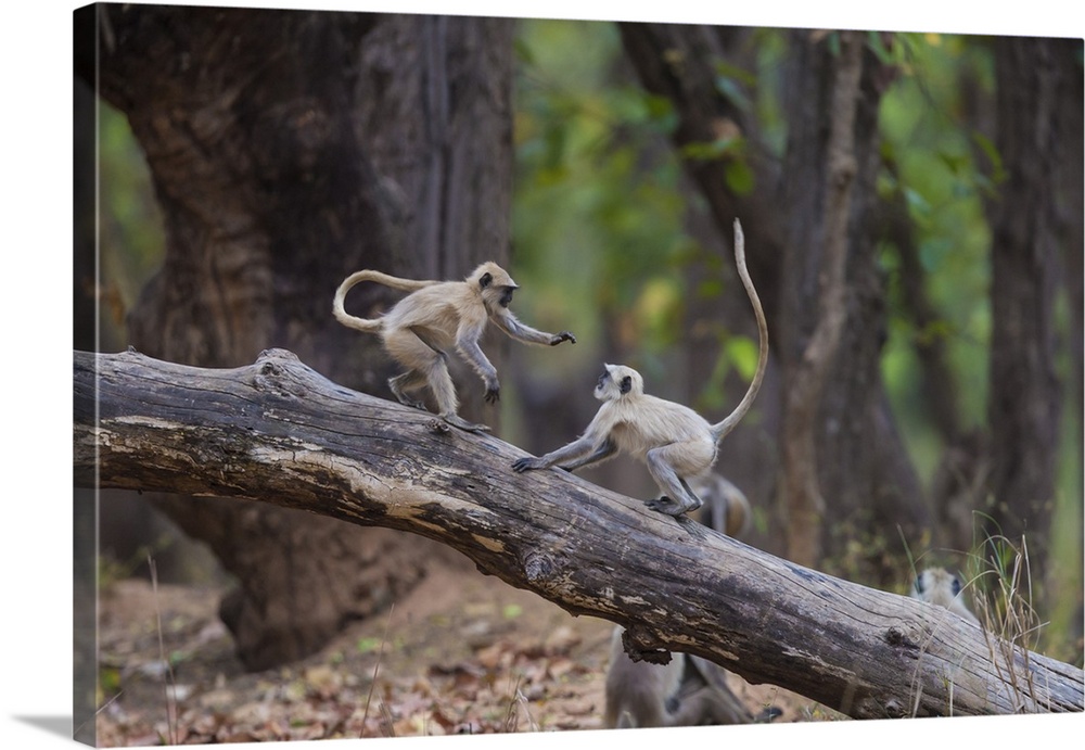 Asia. India. Grey langur, or Hanuman langur at Bandhavgarh Tiger Reserve