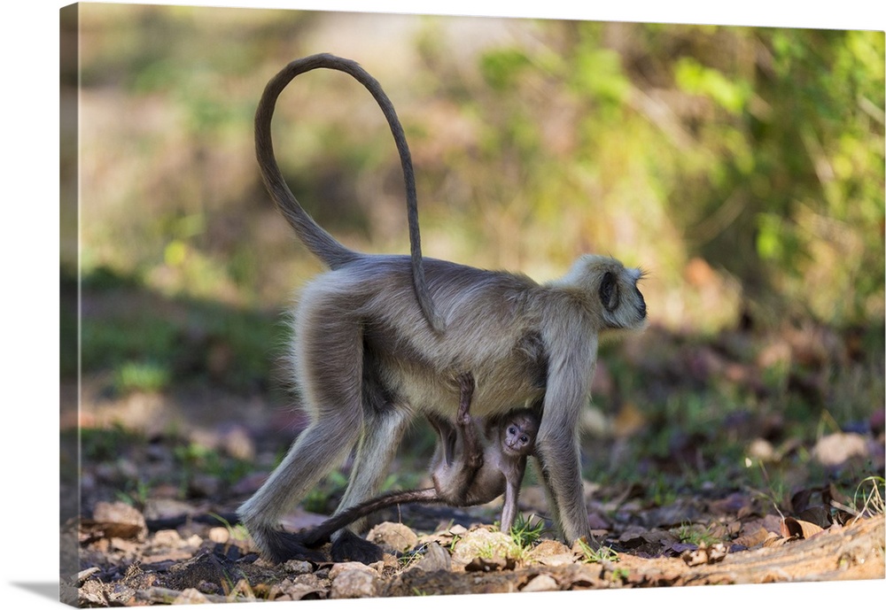 Asia. India. Grey langur, or Hanuman langur at Kanha- Tiger Reserve