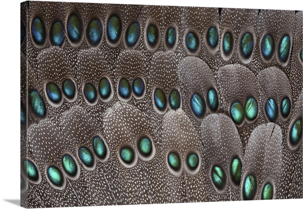 Grey Peacock tail feathers fanned out with duo spots each.
