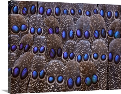 Grey Peacock tail feathers fanned out with duo spots each