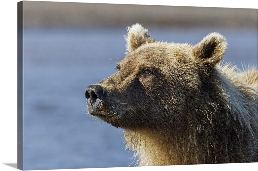 Grizzly bear close-up, Lake Clark National Park and Preserve, Alaska. United States, Alaska.