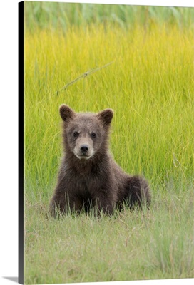 Grizzly Bear Cub In Meadow, Lake Clark National Park, Alaska, USA
