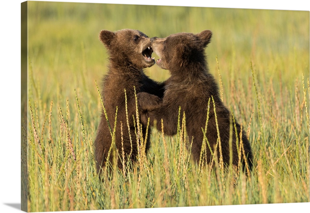 Grizzly bear cubs (ursus arctos) playfight in a meadow.