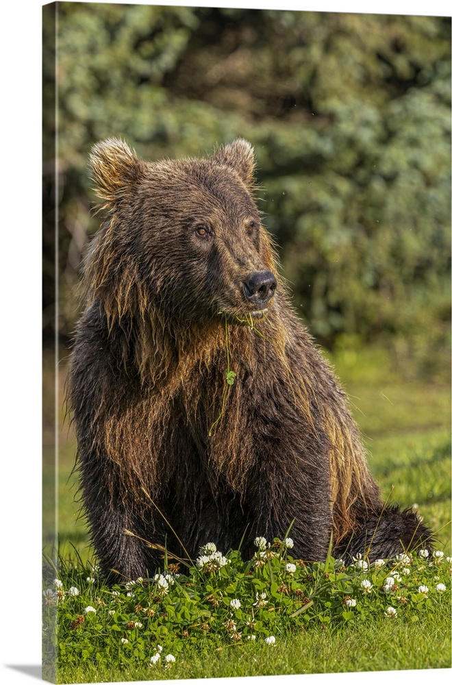 Grizzly bear eating clover, Lake Clark National Park and Preserve, Alaska. United States, Alaska.