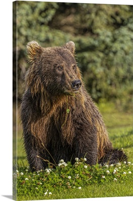 Grizzly Bear Eating Clover, Lake Clark National Park And Preserve, Alaska