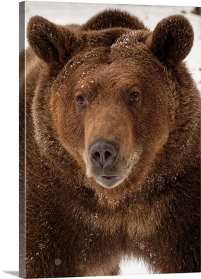 Grizzly Bear in winter, Ursus arctos, (Captive)-Montana