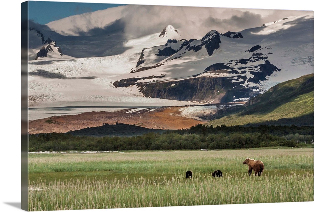 North America, USA, Alaska, Katmai National Park. Coastal Brown Bear, Grizzly, Ursus arctos. Grizzly bear mother and twin ...