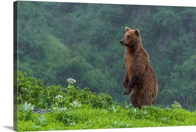 Grizzly Bear Standing Upright In The Rain, Katmai National Park