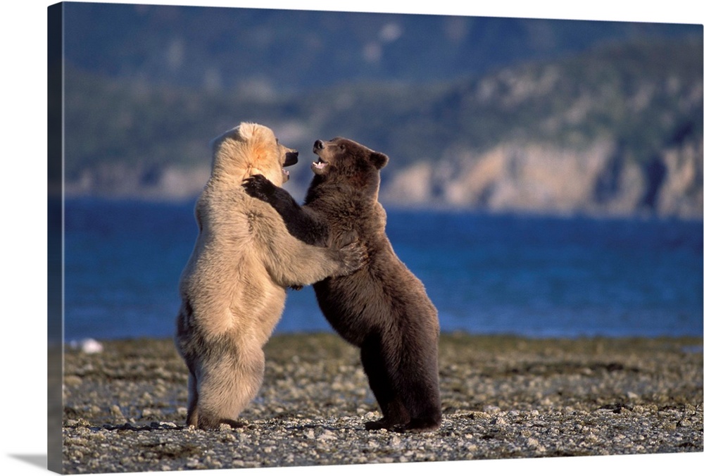 Grizzly bears (Ursus horribilis, or brown bear, Ursus arctos). Rare blonde (white) bear playing with a dark colored bear o...