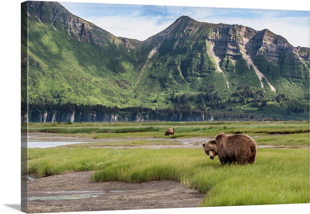 North America, USA, Alaska, Katmai National Park, Hallo Bay. Coastal Brown Bear, Grizzly, Ursus arctos. Grizzly bears eati...