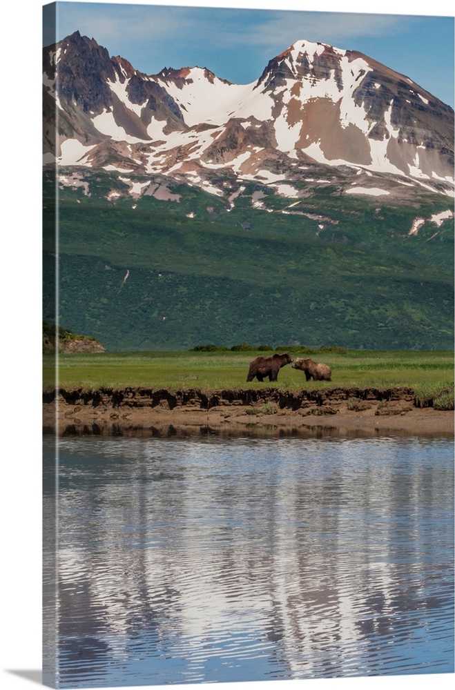North America, USA, Alaska, Katmai National Park. Coastal Brown Bear, Grizzly, Ursus arctos. Grizzly bears in salt water m...