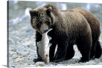 Grizzly Cub carrying Salmon in his Mouth, Alaska, Katmai Peninsula