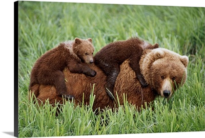Grizzly Cubs Ride On Top Of Their Mother Near Mcneil River, Southwest Alaska