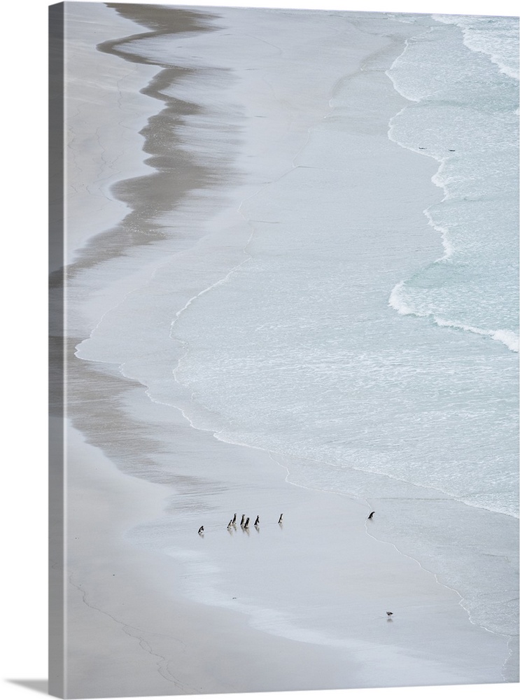 Group on empty beach. Magellanic Penguin, Falkland Islands.