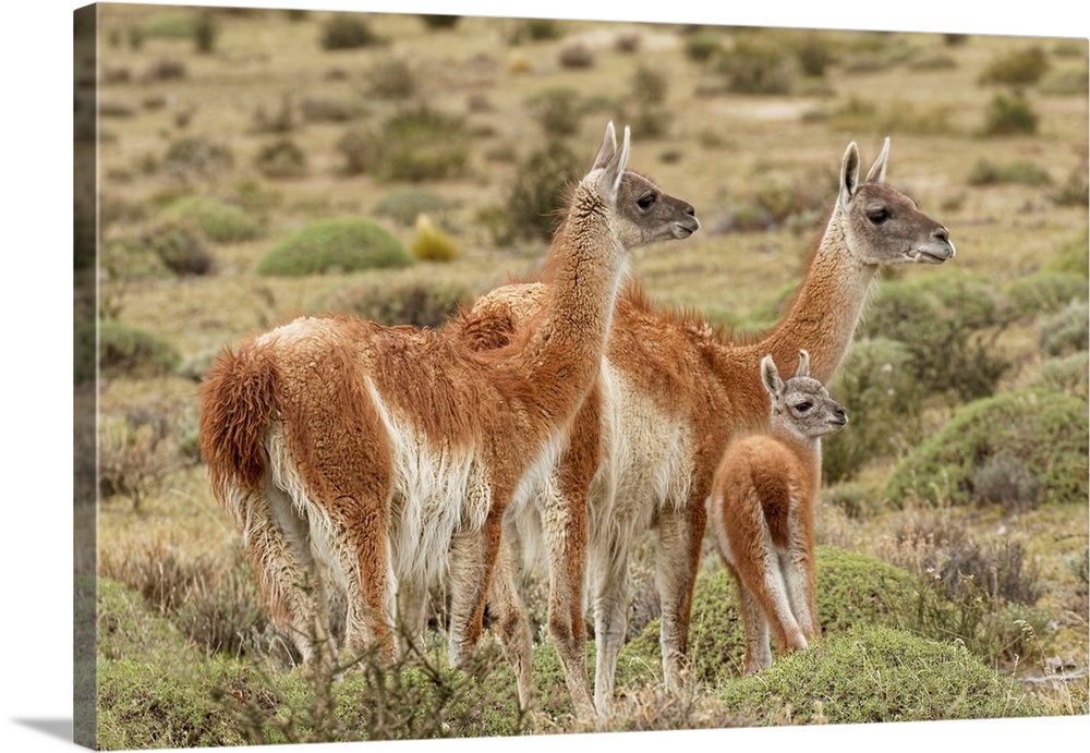 Guanaco and baby (Lama guanaco), Andes Mountain, Torres del Paine National Park, Chile, South America, Patagonia.