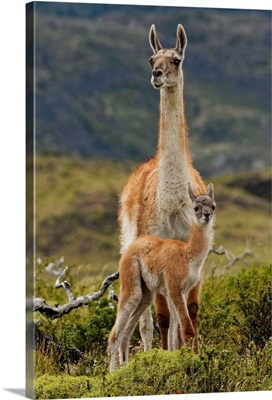 Guanaco And Baby, Andes Mountain, Torres Del Paine National Park, Chile, South America