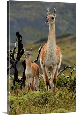 Guanaco And Baby, Andes Mountain, Torres Del Paine National Park, Chile, South America