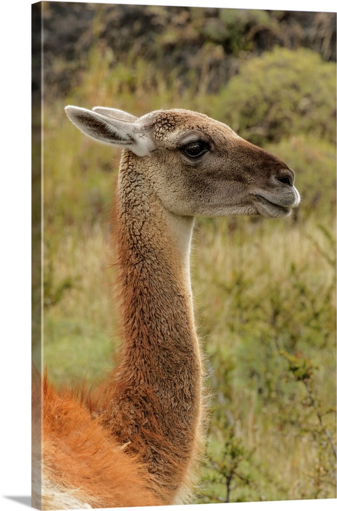 Guanaco portrait, Torres del Paine National Park, Chile, South America. Patagonia, Patagonia.
