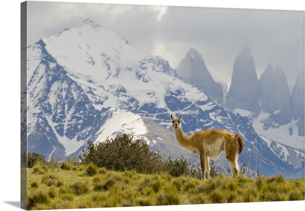 Guanaco with Paine Towers in background, Torres Del Paine National Park, Region 12, Chile, Patagonia.