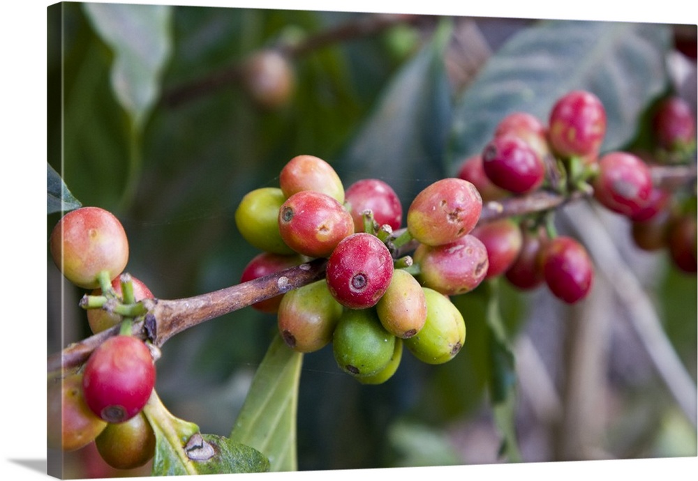 Central America, Guatemala, Antigua.  Local Coffee Plantation and museum aka Museo del Cafe. Red coffee beans on plant.