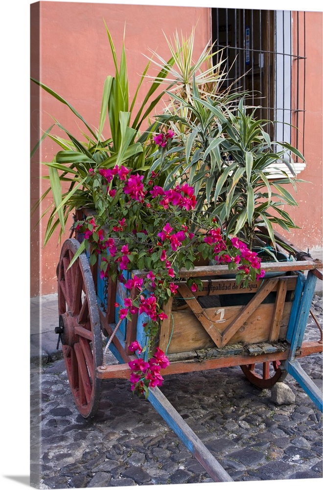 Central America, Guatemala, Antigua.  Plants in a cart on street in Antigua.