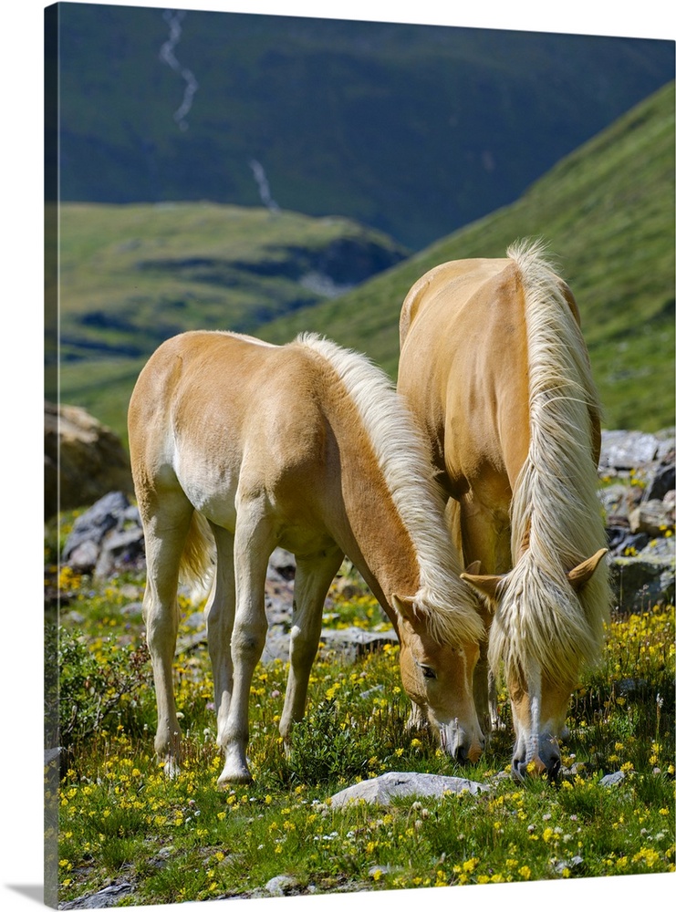 Haflinger Horse On Its Mountain Pasture (Shieling) In The Otztal Alps, Austria, Tyrol