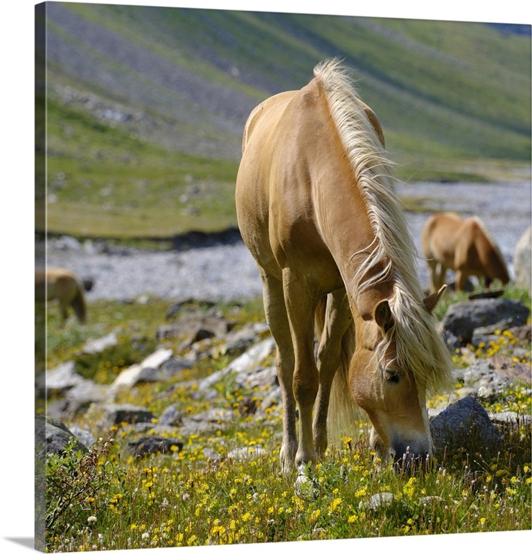 Haflinger Horse On Its Mountain Pasture (Shieling) In The Otztal Alps ...