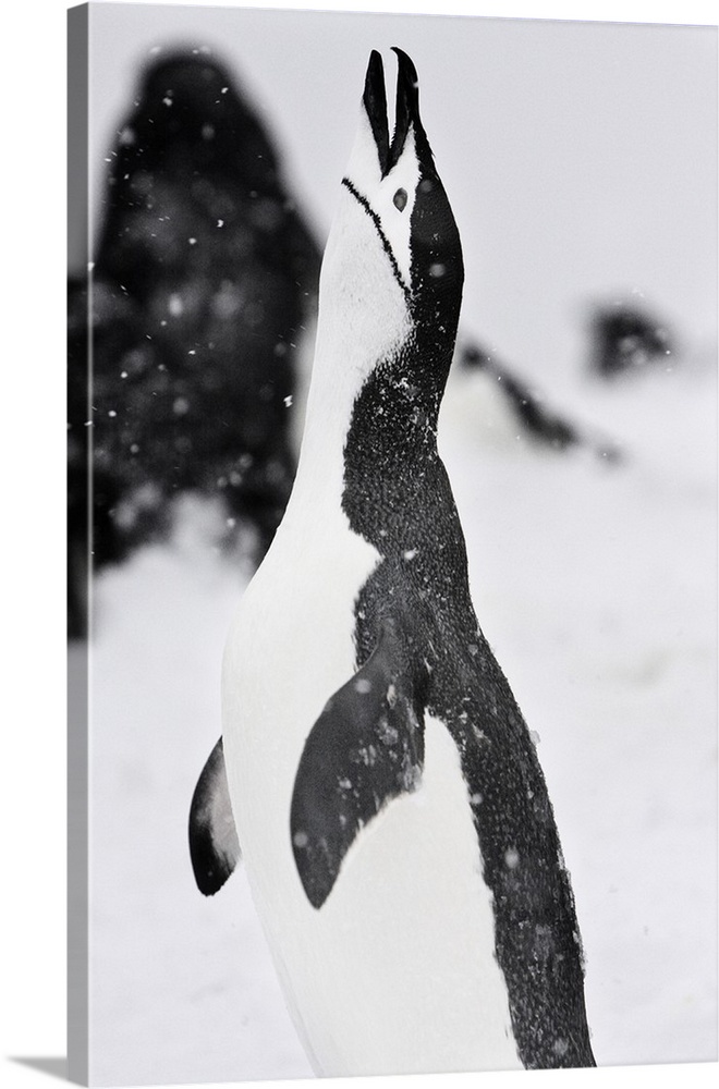 Half Moon Island, Antarctica. Chinstrap Penguin Calling Out.