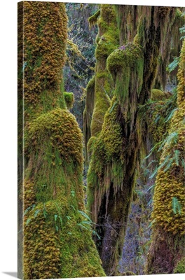 Hall Of Mosses In The Hoh Rainforest Of Olympic National Park, Washington State