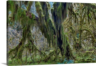 Hall Of Mosses In The Hoh Rainforest Of Olympic National Park, Washington, USA
