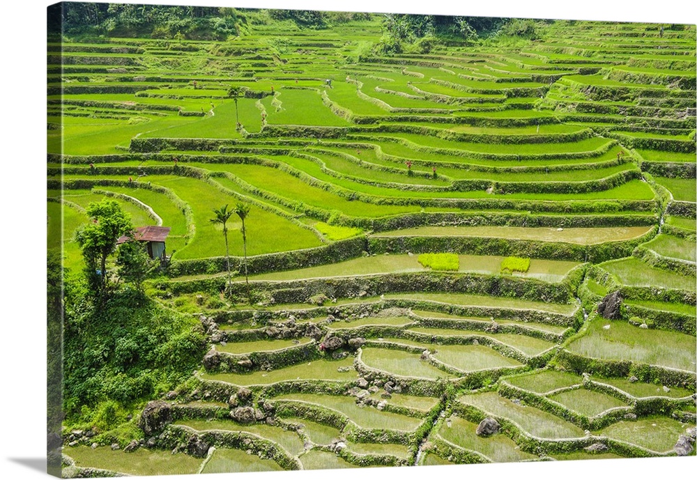 Hapao Rice Terraces, part of the World Heritage Site Banaue, Luzon, Philippines.