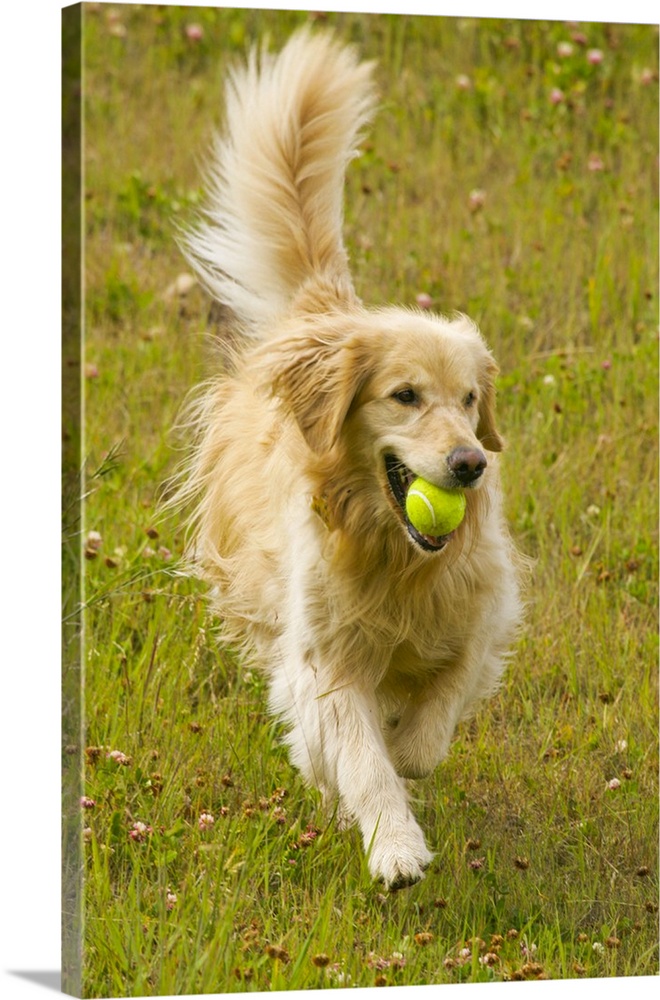 USA, Colorado, Summit County, Copper Mountain Resort. Happy golden retriever fetches tennis ball.