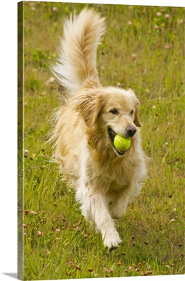 Happy golden retriever fetches tennis ball