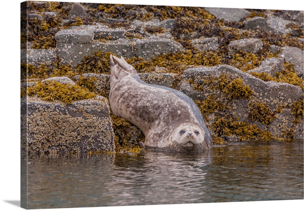 North America, USA, Alaska, Katmai National Park, Kukak Bay. Harbor Seal, Phoca vitulina. Harbor seal resting on rocks alo...