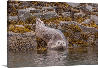 Harbor Seal Resting On Rocks Along The Coast, Katmai National Park