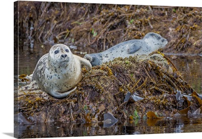 Harbor Seal Resting On Seaweed Covered Rocks In Kinak Bay, Katmai National Park, Alaska