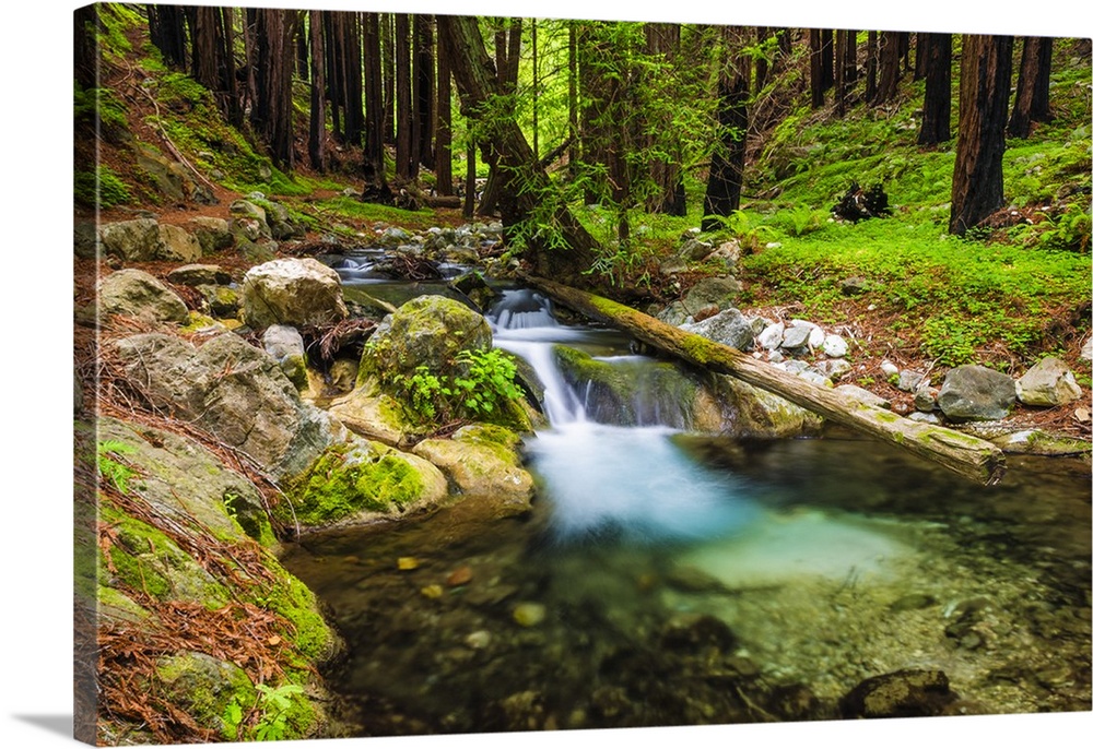 Hare Creek and redwoods, Limekiln State Park, Big Sur, California USA