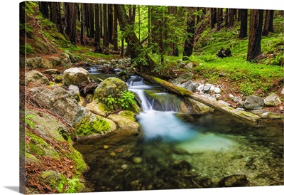 Hare Creek and redwoods, Limekiln State Park, Big Sur, California