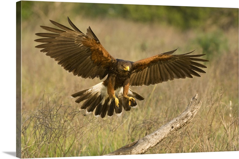 Texas, Rio Grande Valley, Edinburgh, Harris hawk in flight prepares to land on dead limb.