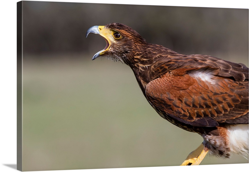 Harris's Hawk (Parabuteo unicinctus) adult calling. (Captive)