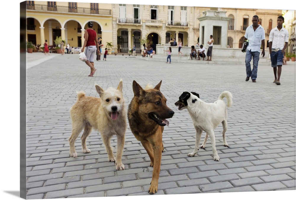 Havana, Cuba, Unesco World Heritage City. Street dogs are everywhere in Havana and enjoying Plaza Vieja. .