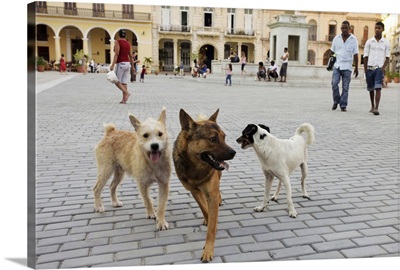 Havana, Cuba, Street dogs, Plaza Vieja