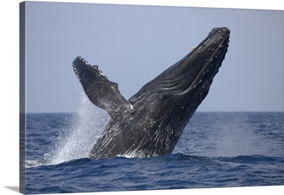 Hawaii, Big Island, Humpback Whale breaching in Pacific Ocean along Kona Coast