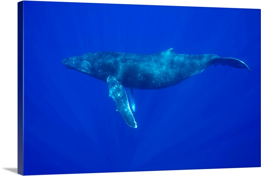USA, Hawaii, Big Island, Underwater view of Humpback Whale (Megaptera novaengliae) swimming in Pacific Ocean