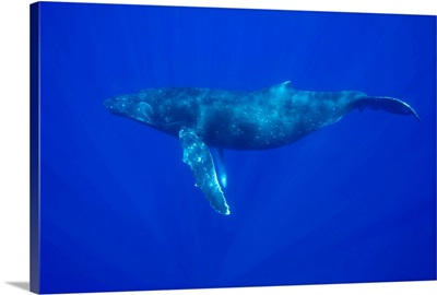 Hawaii, Big Island, Underwater view of Humpback Whale