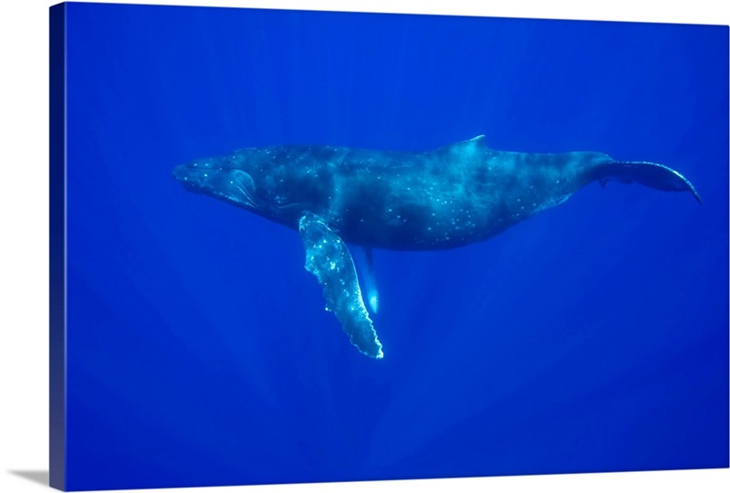 Hawaii, Big Island, Underwater view of Humpback Whale | Great Big Canvas