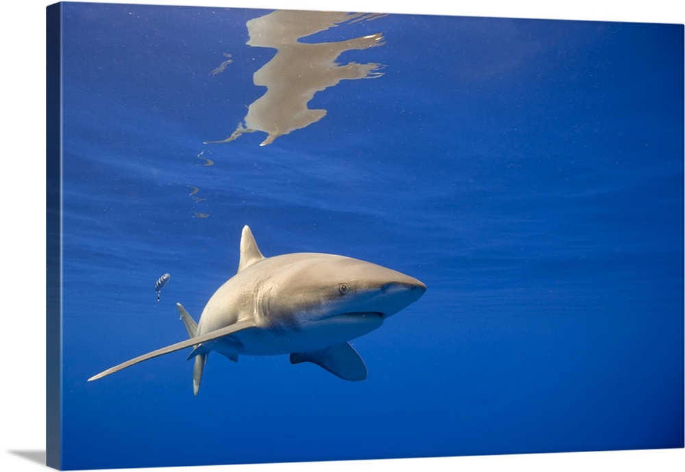 USA, Hawaii, Big Island, Underwater view of Oceanic White Tip Shark (Carcharhinus longimanus) swimming in Pacific Ocean