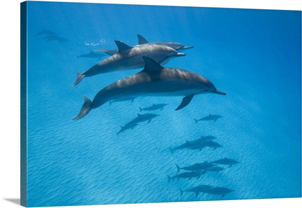 USA, Hawaii, Big Island, Underwater view of Spinner Dolphins (Stenella longirostris) in Pacific Ocean along Kona Coast