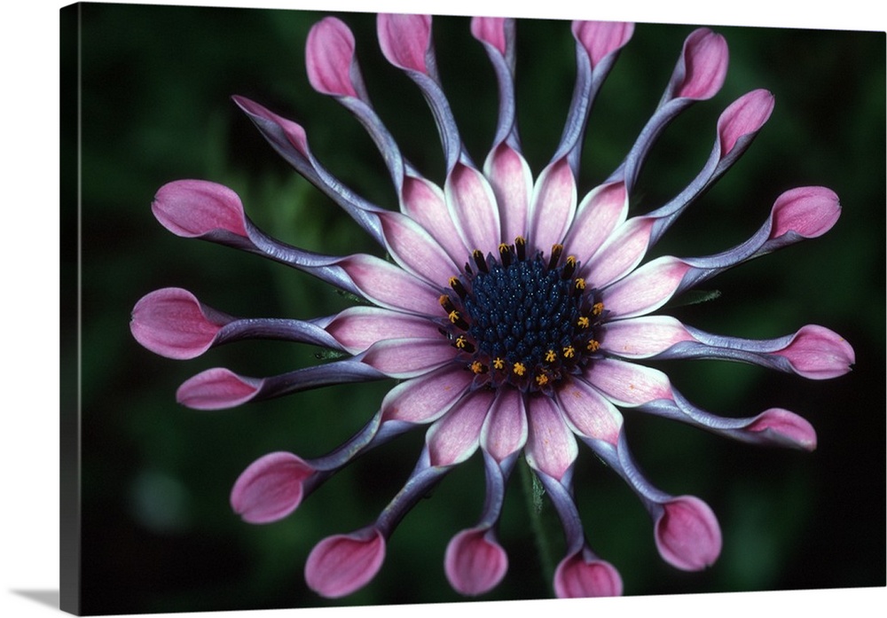 USA, Hawaii, Maui. Close-up of spoon daisy or Nasinga Purple flower (Osteospermum)